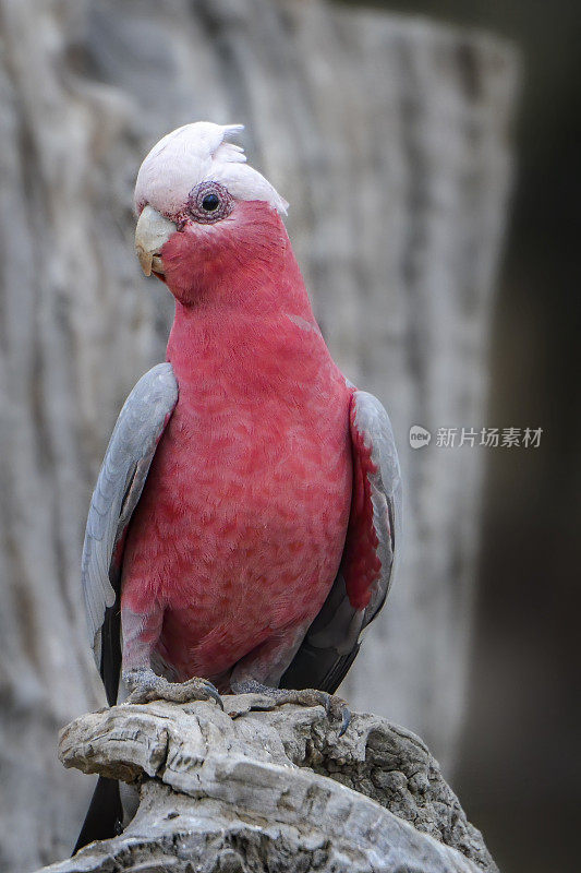 飞行杆(Eolophus roseicapilla)